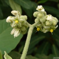 Solanum erianthum D.Don
